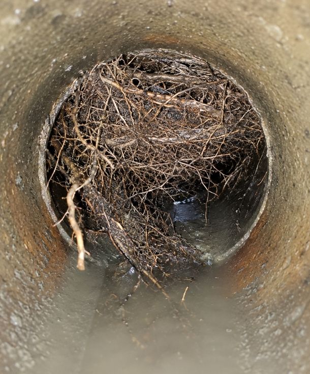 Tree roots in drains found during a Canberra drain inspection